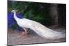 White Peacock, 2018,-Helen White-Mounted Giclee Print