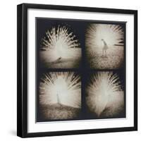 White Peacock Four times-Theo Westenberger-Framed Photographic Print