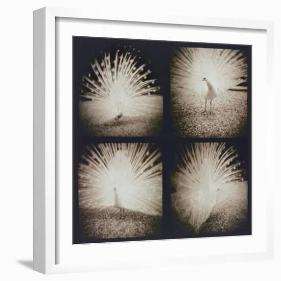 White Peacock Four times-Theo Westenberger-Framed Photographic Print