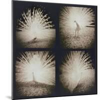 White Peacock Four times-Theo Westenberger-Mounted Photographic Print