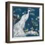 White Peacock on Indigo I-Jennifer Goldberger-Framed Art Print