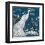 White Peacock on Indigo I-Jennifer Goldberger-Framed Art Print