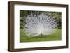 White Peacock. Palazzo Italian Garden Isola Bella. Borromean Islands. Lago Maggiore. Italy-Tom Norring-Framed Premium Photographic Print