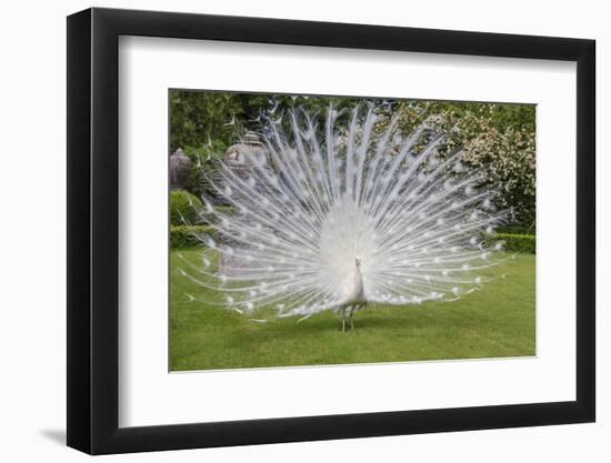 White Peacock. Palazzo Italian Garden Isola Bella. Borromean Islands. Lago Maggiore. Italy-Tom Norring-Framed Premium Photographic Print