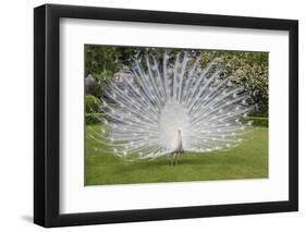 White Peacock. Palazzo Italian Garden Isola Bella. Borromean Islands. Lago Maggiore. Italy-Tom Norring-Framed Premium Photographic Print