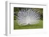 White Peacock. Palazzo Italian Garden Isola Bella. Borromean Islands. Lago Maggiore. Italy-Tom Norring-Framed Premium Photographic Print