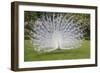 White Peacock. Palazzo Italian Garden Isola Bella. Borromean Islands. Lago Maggiore. Italy-Tom Norring-Framed Photographic Print