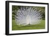 White Peacock. Palazzo Italian Garden Isola Bella. Borromean Islands. Lago Maggiore. Italy-Tom Norring-Framed Photographic Print