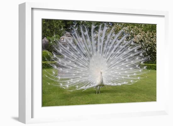 White Peacock. Palazzo Italian Garden Isola Bella. Borromean Islands. Lago Maggiore. Italy-Tom Norring-Framed Photographic Print