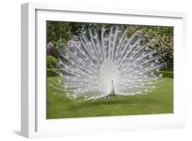 White Peacock. Palazzo Italian Garden Isola Bella. Borromean Islands. Lago Maggiore. Italy-Tom Norring-Framed Photographic Print