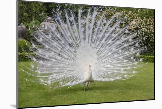 White Peacock. Palazzo Italian Garden Isola Bella. Borromean Islands. Lago Maggiore. Italy-Tom Norring-Mounted Photographic Print