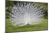 White Peacock. Palazzo Italian Garden Isola Bella. Borromean Islands. Lago Maggiore. Italy-Tom Norring-Mounted Photographic Print