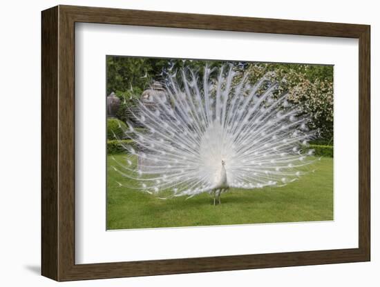 White Peacock. Palazzo Italian Garden Isola Bella. Borromean Islands. Lago Maggiore. Italy-Tom Norring-Framed Photographic Print