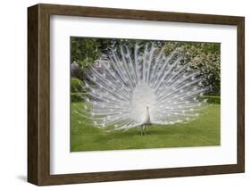 White Peacock. Palazzo Italian Garden Isola Bella. Borromean Islands. Lago Maggiore. Italy-Tom Norring-Framed Photographic Print