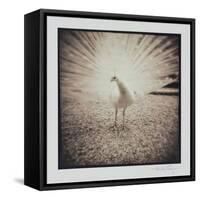 White Peacock-Theo Westenberger-Framed Stretched Canvas