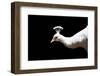 White Peacock-SNEHITDESIGN-Framed Photographic Print