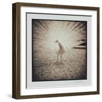 White Peacock-Theo Westenberger-Framed Photographic Print