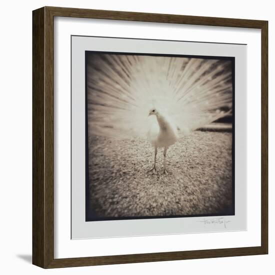 White Peacock-Theo Westenberger-Framed Photographic Print