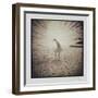 White Peacock-Theo Westenberger-Framed Photographic Print