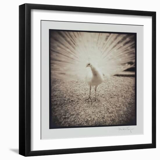 White Peacock-Theo Westenberger-Framed Photographic Print