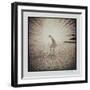 White Peacock-Theo Westenberger-Framed Photographic Print