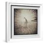 White Peacock-Theo Westenberger-Framed Photographic Print