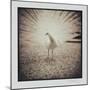 White Peacock-Theo Westenberger-Mounted Photographic Print