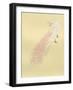 White Peacock-Haruyo Morita-Framed Art Print