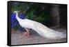 White Peacock-Helen White-Framed Stretched Canvas