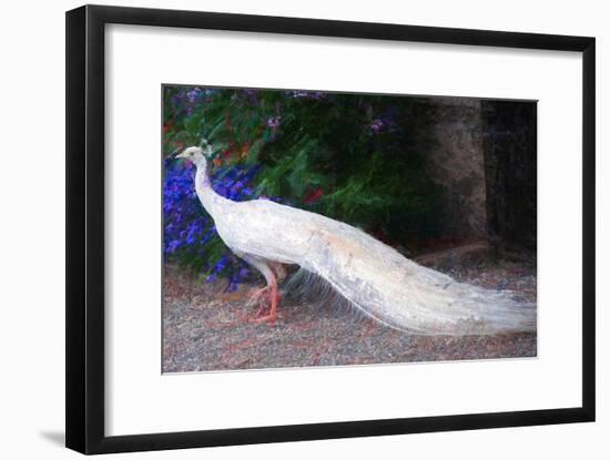 White Peacock-Helen White-Framed Giclee Print