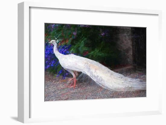 White Peacock-Helen White-Framed Giclee Print