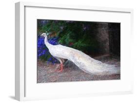 White Peacock-Helen White-Framed Giclee Print