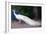 White Peacock-Helen White-Framed Giclee Print