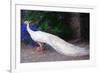 White Peacock-Helen White-Framed Giclee Print