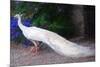 White Peacock-Helen White-Mounted Giclee Print