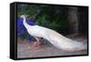 White Peacock-Helen White-Framed Stretched Canvas