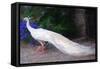 White Peacock-Helen White-Framed Stretched Canvas