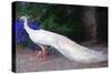White Peacock-Helen White-Stretched Canvas