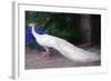 White Peacock-Helen White-Framed Giclee Print