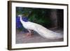 White Peacock-Helen White-Framed Giclee Print