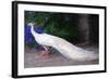 White Peacock-Helen White-Framed Giclee Print