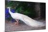 White Peacock-Helen White-Mounted Giclee Print