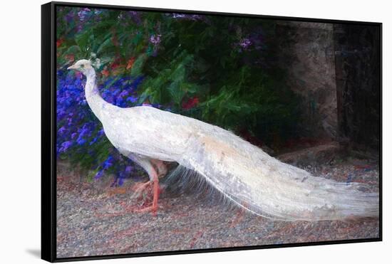 White Peacock-Helen White-Framed Stretched Canvas