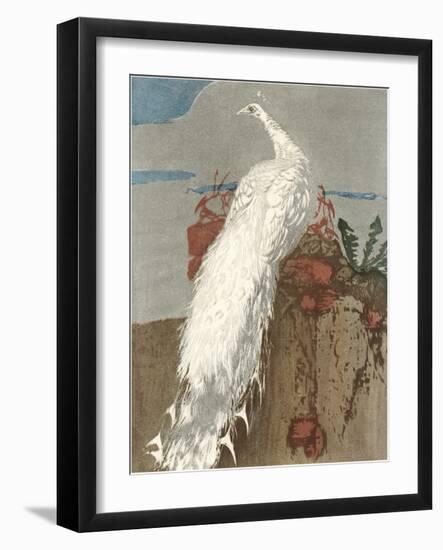 White Peacock-null-Framed Art Print