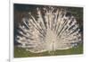 White Peacock-null-Framed Art Print