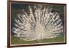 White Peacock-null-Framed Art Print