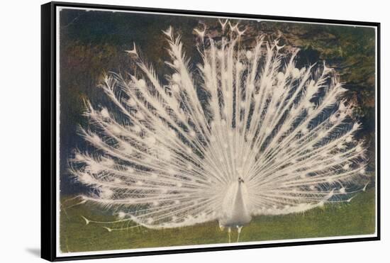 White Peacock-null-Framed Stretched Canvas