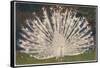 White Peacock-null-Framed Stretched Canvas