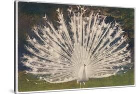 White Peacock-null-Stretched Canvas