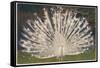 White Peacock-null-Framed Stretched Canvas